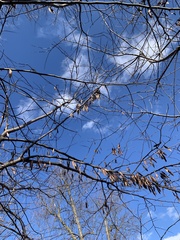 Cercis canadensis