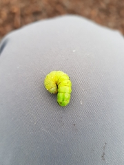 Phlogophora meticulosa