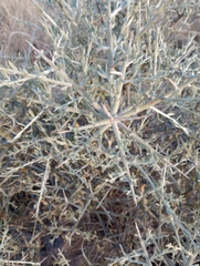 Cyclolepis genistoides