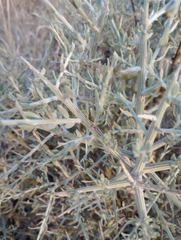 Cyclolepis genistoides