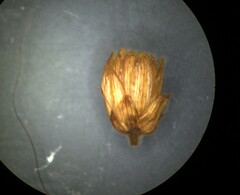 Schistocarpha eupatorioides