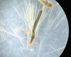 Schistocarpha eupatorioides