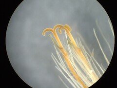 Schistocarpha eupatorioides