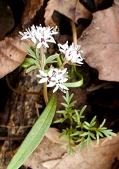 Erigenia bulbosa