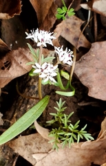 Erigenia bulbosa