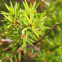 Pultenaea juniperina