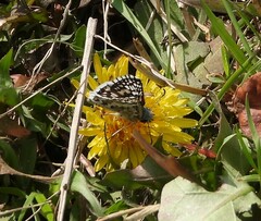 Burnsius communis