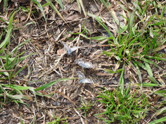 Burnsius communis