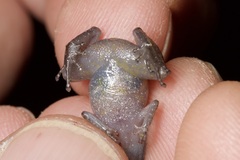 Diasporus