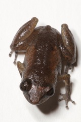 Diasporus