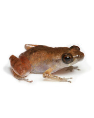 Diasporus