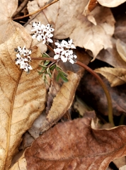 Erigenia bulbosa