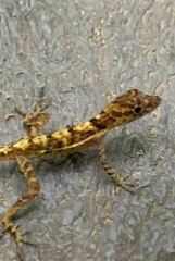 Anolis polylepis
