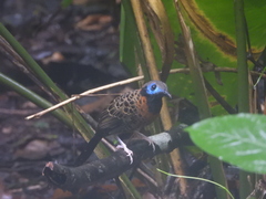 Phaenostictus mcleannani