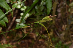 Carex multispicata