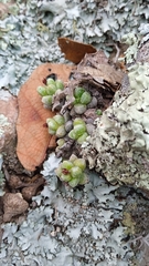 (c) Alejandro Gómez Maya, some rights reserved (CC BY) Sedum furfuraceum, photograph (c) Alejandro Gómez Maya, some rights reserved (CC BY)