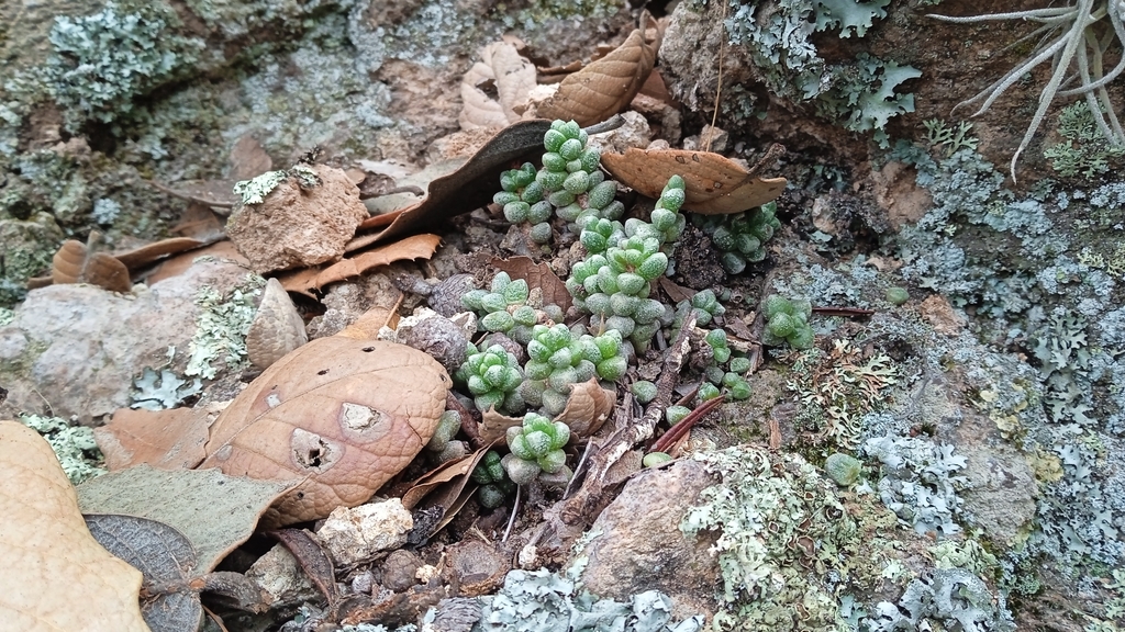Sedum furfuraceum; photograph (c) Alejandro Gómez Maya, some rights reserved (CC BY)