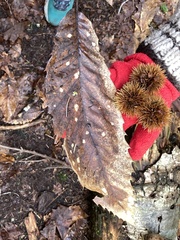 Castanea sativa