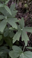 Delphinium nudicaule