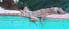 Anolis aeneus
