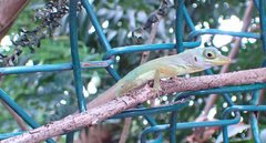 Anolis richardii
