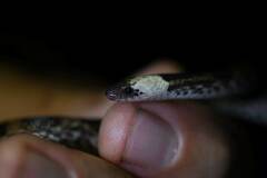 Atractus