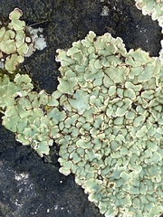 Squamarina cartilaginea