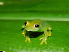 Centrolenidae
