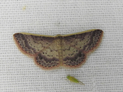 Idaea nephelota