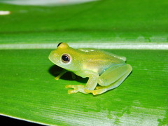 Centrolenidae