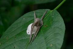 Phoneutria boliviensis