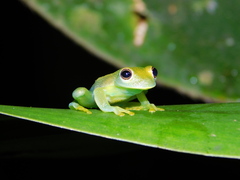 Centrolenidae