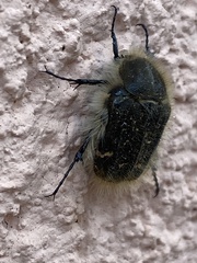 Tropinota squalida
