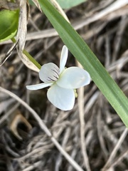 Viola lanceolata