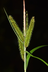 Carex multispicata