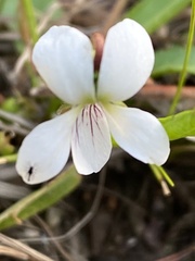 Viola lanceolata