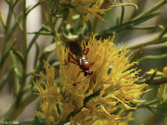 Spilichneumon