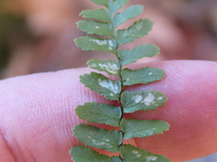 Phytoliriomyza felti