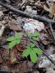 Panax trifolius
