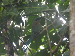 Momotus subrufescens