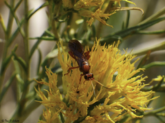 Spilichneumon