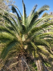 Phoenix canariensis