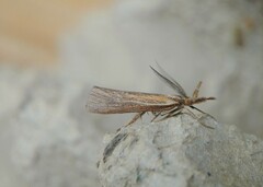 Thaumatopsis pexellus