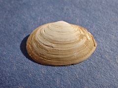 Cryptomya californica