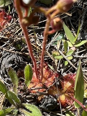 Drosera trinervia