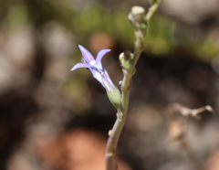 Lobelia gibbosa