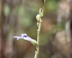 Lobelia gibbosa