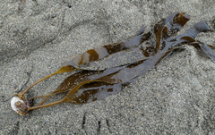 Saccorhiza polyschides