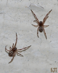 Latrodectus geometricus
