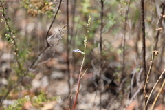 Lobelia gibbosa